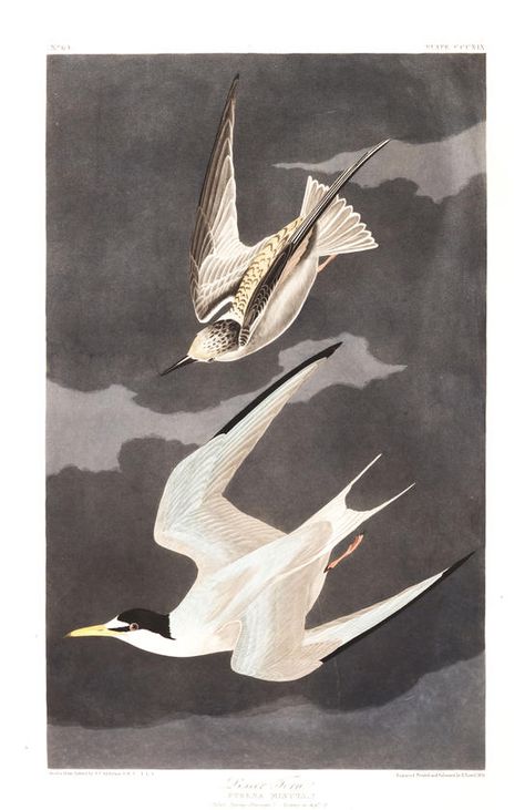 Audubon Birds, James Audubon, Birds Of America, Beach Watercolor, John James Audubon, Wildlife Artists, Design Studios, Vintage Birds, Vintage Artwork