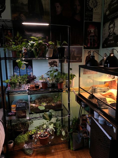 Aquarium And Plant Room, Aquarium In Room Aesthetic, Bedroom With Reptile Tank, Plant And Aquarium Room, Snake Room Ideas, Terrarium Shelves, Terrarium Bedroom, Fish Tank Bedroom, Reptile Room Setup