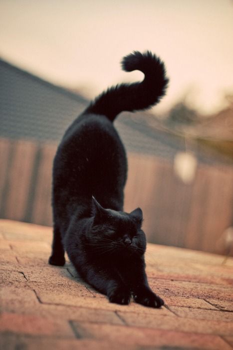 Cat Stretch. Gatos Cool, Cat Stretching, Söt Katt, Image Chat, A Black Cat, Domestic Cat, Cats Meow, Crazy Cat Lady, Beautiful Cats