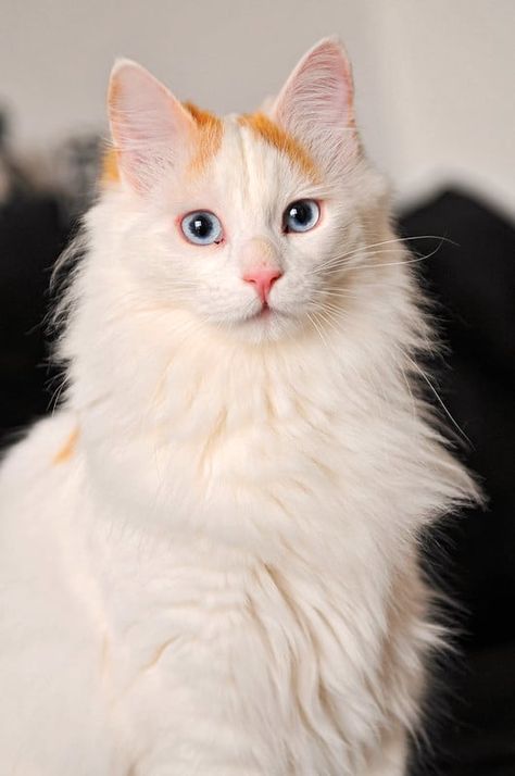 White Cat Breeds, Turkish Van Cats, Best Cat Breeds, Domestic Cat Breeds, Rare Cat Breeds, Turkish Van, Rare Cats, Cat Kawaii, Cute Cat Breeds