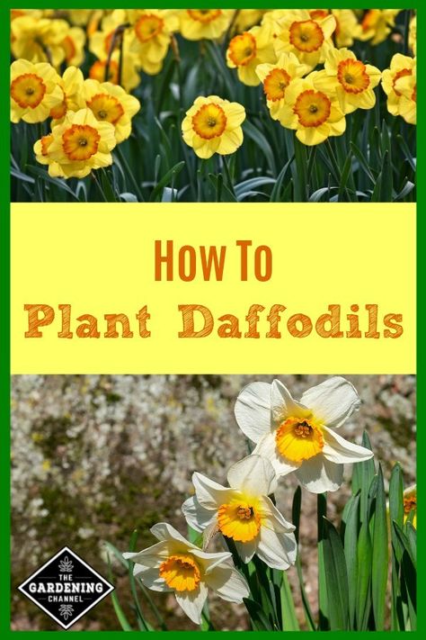 If you are thinking about planting bulbs, consider daffodils. Daffodils are easy to grow and deer and rodent resistant. Planting Daffodil Bulbs, Daffodil Photography, Daffodil Wedding, Daffodils Planting, Bulb Planting, Daffodil Bouquet, Urban Gardening Ideas, Daffodil Day, March Birth Flowers