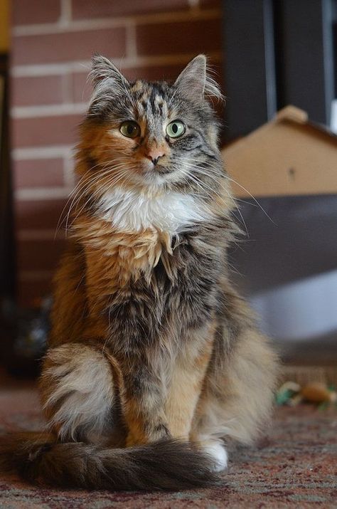 Beautiful cat posing for a picture #beautiful #cat #posing #catlove Gato Calico, Animale Rare, Cat Pose, Kittens And Puppies, Haiwan Peliharaan, Persian Cat, Domestic Cat, Cute Cats And Kittens, Cat Care