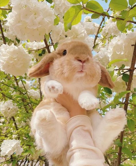 Holland Lop Bunnies, Exotic Pet, Rabbit Pictures, Cute Bunny Pictures, Rabbit Rabbit, Small Animal Cage, Garden Animals, Bunny Pictures