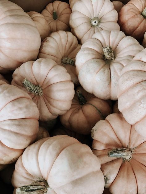 I neeeeeeed these pumpkins on my doorstep #fall #pumpkins #aesthetic #season #photography Pumpkin Wallpaper, Wallpaper Fall, Fall Mood Board, Cute Fall Wallpaper, Fall Background, Bon Weekend, Halloween Backgrounds, Fall Pictures, Fall Aesthetic