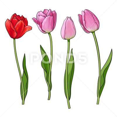 Hand drawn set of side view red, pink tulip flower Stock Illustration #AD ,#side#view#set#Hand Croquis, Red Tulips Drawing, Realistic Hand Drawing, Tulip Flower Drawing, Woodburning Art, Tulip Drawing, Tulip Tattoo, Flower Sketch, Tulips Art