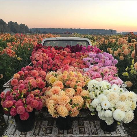 Southern Motherhood Magazine on Instagram: “A vintage truck bed full of the most beautiful  flowers! I am SO ready to decorate for spring and fill our flower beds and boxes with…” Fresh Cut Flowers, Flower Farm, Flower Market, Flower Field, Love Flowers, Green Thumb, Pretty Flowers, Happy Friday, Dahlia