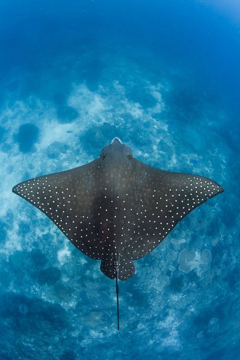 © Alex Lindbloom Film  Photography Underwater Film, Sea Life Creatures, Fauna Marina, Amazing Animal Pictures, Raja Ampat, Underwater Animals, Sea Photography, Beautiful Sea Creatures, Water Animals