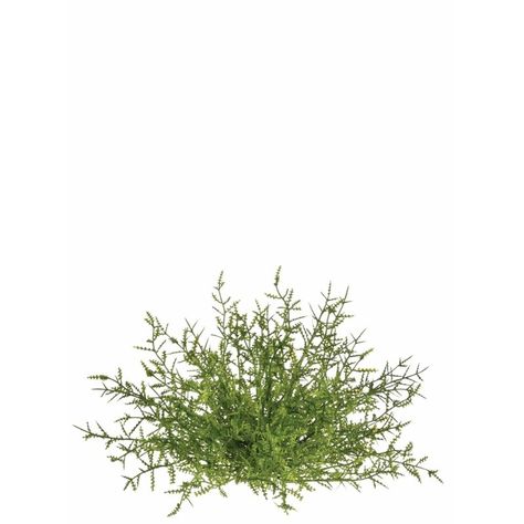 Gracie Oaks Tomo Nature Vase Filler & Reviews | Wayfair Boxwood Topiary, Vase Fillers, Faux Florals, Gracie Oaks, Live Plants, Beach Themes, Spring Floral, Floral Decor, Decorative Objects