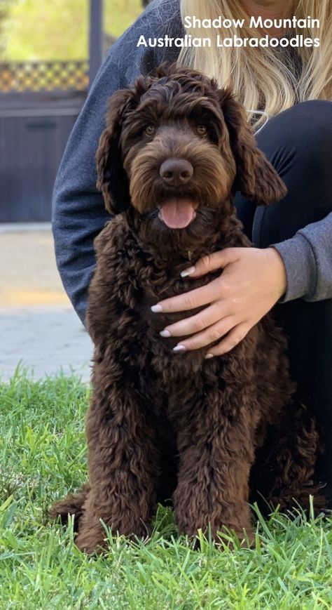 Labradoodle Retriever, Labradoodle Haircut Style, Australian Labradoodle Grooming, Labradoodle Haircut, Labradoodle Grooming, Chocolate Labradoodle, Australian Labradoodle Puppies, Labradoodle Dogs, Cockapoo Dog