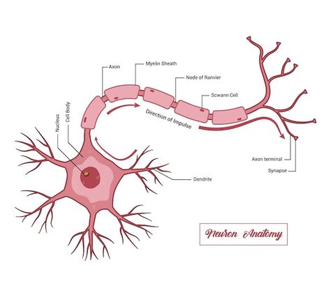 Vector human neuron structure nerve cell... | Premium Vector #Freepik #vector #nerve #brain #brain-health #anatomy Nerve Cell Drawing, Nerve Cell Diagram, Nerve Drawing, Neuroscience Wallpaper, Nerve Diagram, Neuron Anatomy, Neuron Drawing, Slp Outfits, Neuron Diagram