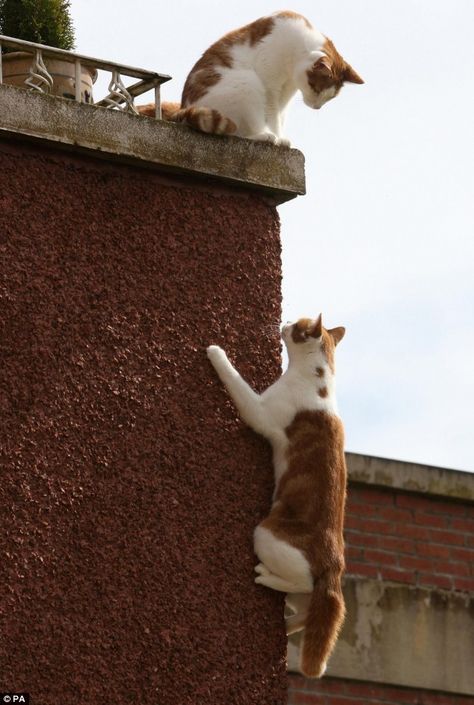 Spider-cat: Daredevil Charlie ignores cat-flap and climbs two-storey wall to get… Cat And Dog Photos, Dog Cat Pictures, Warrior Cats Series, Cat Flap, Cat Reference, Cat Stories, Cat Climbing, Cat Boarding, Funny Cat Videos