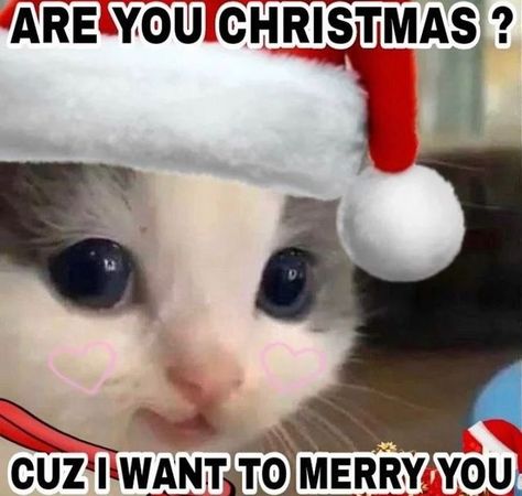 Christmas Memes Cute, Cat Christmas Meme, Merry Christmas Cats Funny, Hehe Cat, Cold Meme, Christmas Cat Memes, Merry Christmas Meme, Grumpy Cat Christmas, Christmas Meme