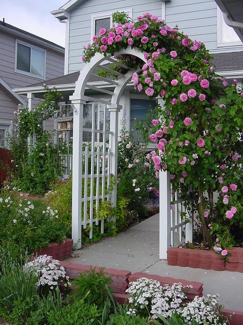 rose Arbor | Sadly, I have no variety what variety the climb… | Flickr Design Garden Ideas, Rose Arbor, Persian Garden, Garden Arbor, Garden Walkway, Garden Aesthetic, Unique Gardens, City Garden, Design Garden