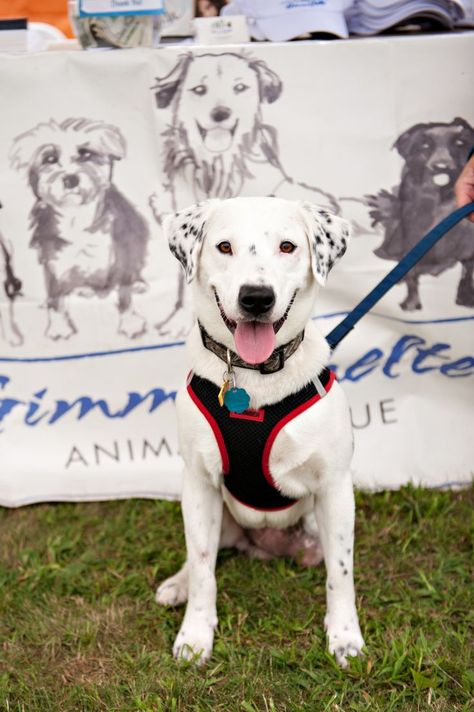 Dog Adoption Event, Pet Adoption Event, Been There Done That, Pet Day, Animals Of The World, Dog Days, Dog Adoption, Pet Adoption, Labrador Retriever