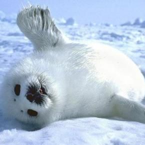 Love the baby harp seals. Please check out my website thanks. www.photopix.co.nz Seal Pictures, Galactik Football, Baby Harp Seal, Harp Seal, White Seal, Cute Seals, Seal Pup, Baby Seal, Belek