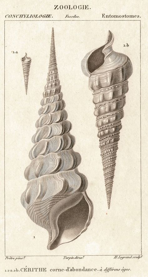 Sea Shell Illustration Vintage, Shell Botanical Illustration, Shell Scientific Illustration, Sea Life Art Drawing, Sea Shells Aesthetic, Vintage Shell Illustration, Sea Shell Drawing, Sea Shell Illustration, Shell Aesthetic