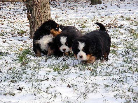 Dream Dog, Mountain Dog, Bernese Mountain, Bernese Mountain Dog, Mountain Dogs, Eye Candy, Dogs, Animals, Quick Saves