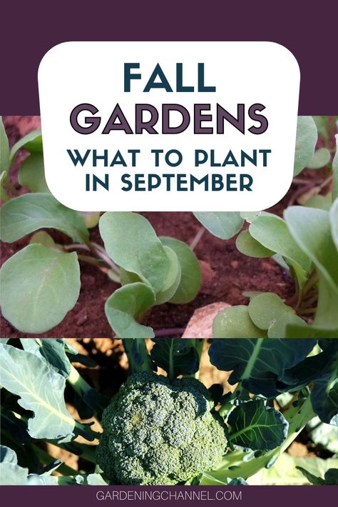 Try growing a fall vegetable garden. Learn which vegetables you can plant in September to harvest in the fall. #gardeningchannel #gardening #fallgardening #vegetablegardening What To Plant In September, Fall Gardening Ideas, Fall Vegetables To Plant, 90s Winter, Fall Gardens, Room Quotes, Aesthetic Gardening, Ideas Garden Design, Tattoo Plant