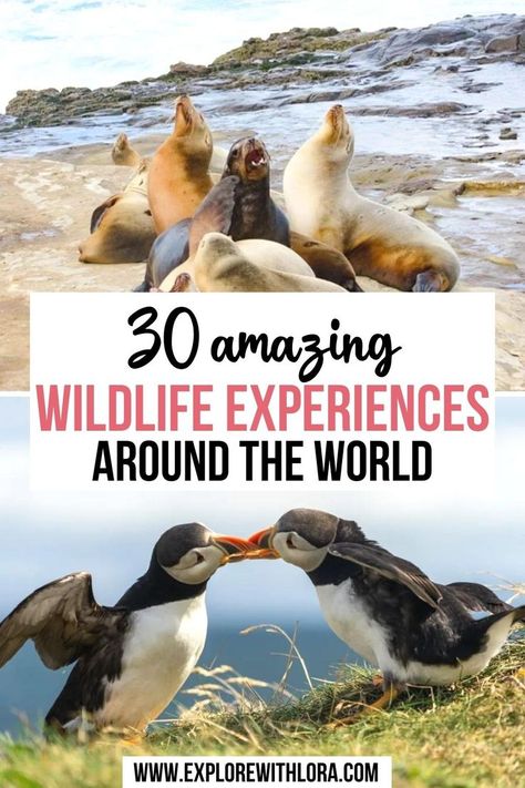 30 Amazing Wildlife Experiences Around The World Animal Encounters, Wildlife Travel, Adventure Bucket List, Countries To Visit, Bucket Lists, Solo Female Travel, Cool Countries, North America Travel, Leopards