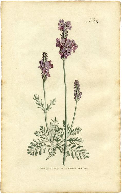 Free Lavender Botanical Print - make your own roll down botanical chart Nature Tattoos, Cover Ups Tattoo, Illustration Botanique, Graphics Fairy, Vintage Botanical Prints, Art Et Illustration, Foto Vintage, Scientific Illustration, Flower Clipart
