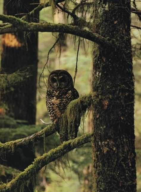 . Forest Spirits, Fairytale Forest, Nature Pics, Owl Tattoo, Wise Owl, Log Cabins, Walk In The Woods, Amazing Animals, Wild Life