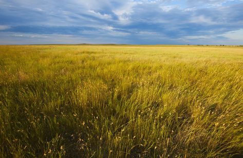 How do these ecosystems differ from the grassy biomes of the savanna? Temperate Grassland, Grassland Biome, Plant Adaptations, Wild Grass, Scenery Photography, Biome, Unique Characteristics, Plant Species, Aesthetic Beauty