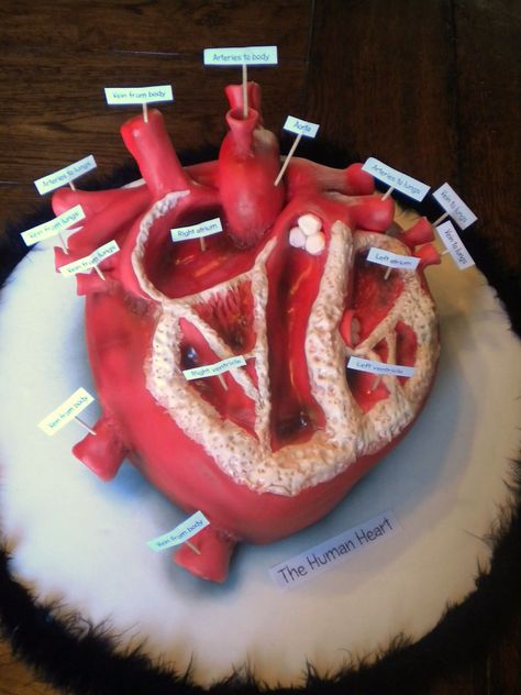 Heart Cake - Gross??  Absolutely!!  This is by far one of the weirdest cakes I have ever made.  I received a request for a heart cake for a science project.  Not just any "heart".  But an "anatomically correct" one.  I talked my client out of the red velvet flavor!!  lol...  I really had a hard time letting this one go!  It was yellow butter cake, brushed with Parrot Bay rum, filled with pineapple,  coconut and Italian meringue buttercream.  Thanks for peeking. Gross Cakes, Science Party Food, Science Cake, Science Party Decorations, Anatomically Correct Heart, Yellow Butter Cake, Red Velvet Flavor, Cake Competition, Science Birthday