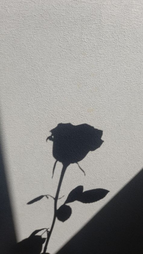 Rose Shadow Aesthetic, Gremlin Core, Rose In Hand, Rose Shadow, Window Shadow, Black Mood, Shadow Illustration, Aesthetic Rose, Flower Shadow