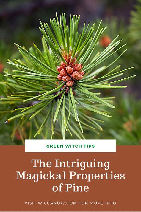 Pine Cone Magical Properties, Pine Needle Magical Properties, Pine Magical Properties, Pine Needles Witchcraft, Diy Lotions, Witchcraft Diy, Witchy Business, Improving Memory, Every Witch Way