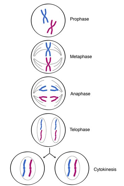 Mitosis & Meiosis | Note Mcat Biology, Human Physiology, Biology Worksheet, Biology Classroom, High School Biology, Cell Cycle, Ap Biology, Interactive Science, Science Notebooks