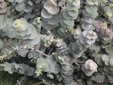 Spiral Eucalyptus, Feature Tree, Eucalyptus Cinerea, Silver Plant, Dollar Eucalyptus, Small Shrubs, Silver Dollar Eucalyptus, Overwintering, Starter Plants