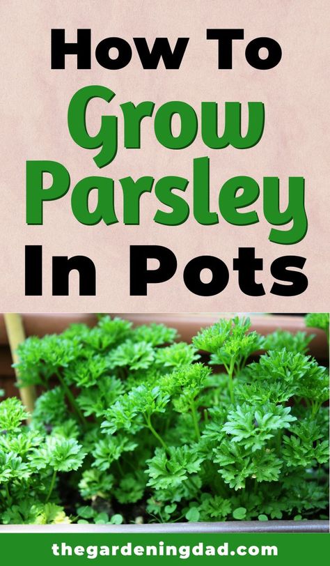 How To Grow Parsley, Growing Herbs Outdoors, Grow Parsley, Veggies Garden, Growing Parsley, Parsley Plant, Container Herb Garden, Growing Herbs Indoors, Herb Garden In Kitchen