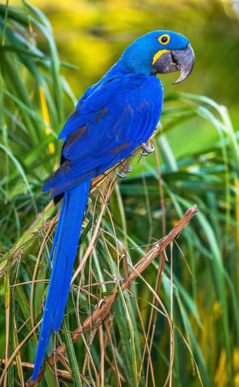 A Hyacinth Macaw parrot Parrot Pictures, Hyacinth Macaw, Bird Breeds, Parrot Painting, Tattoo Animal, Blue Macaw, Parrots Art, Funny Parrots, Macaw Parrot