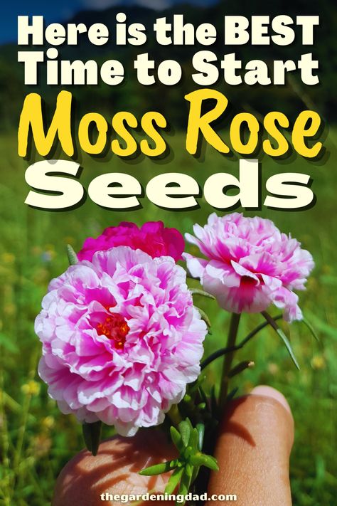 Do you want to start your own Moss Rose Seeds? This article will go over the how to's on how to get things started. #Thegardeningdad #MossRose #Garden Moss Rose Garden Ideas, Moss Rose Planting Ideas, How To Make Moss Grow, How To Save Petunia Seeds, Moss Rose Seeds, How To Harvest Moss, How To Grow Moss On Anything, Double Flower Moss Rose, Moss Roses