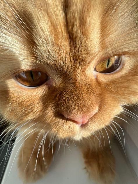 Ginger Persian Cat, Orange Persian Cat, Persian Cat Doll Face, Best Facial Hair Removal, Orange Kitten, Ginger Kitten, Orange Kittens, Ppg And Rrb, Fox Face