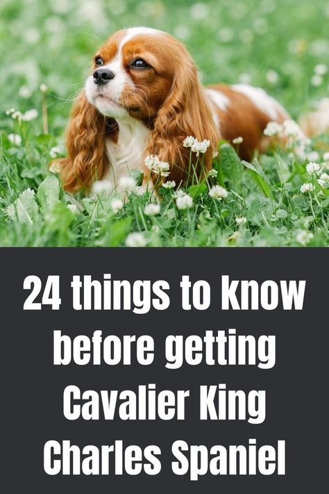 Cavalier King Charles Spaniel Blenheim, Cavalier King Spaniel, What To Think About, King Spaniel, Cavalier Dog, King Charles Puppy, Spaniel Breeds, Cavalier King Charles Dog, Cavalier Puppy