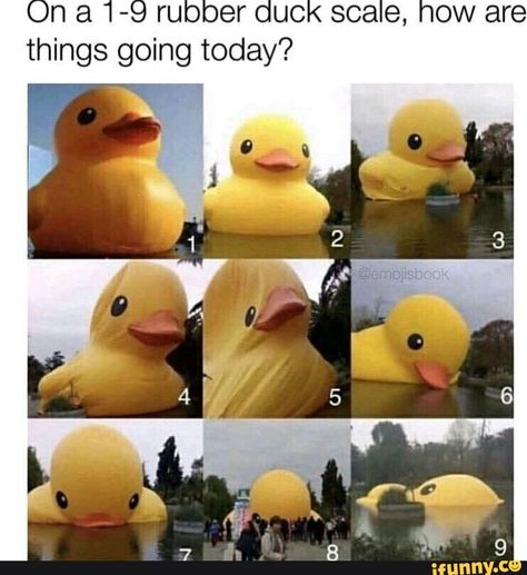 On a 1-9 rubber duck scale, how are things going today? '1 – popular memes on the site iFunny.co Ducks, Duck Memes, Funny Duck, Funny Pictures With Captions, Can't Stop Laughing, Komik Internet Fenomenleri, What’s Going On, Rubber Duck, Super Funny