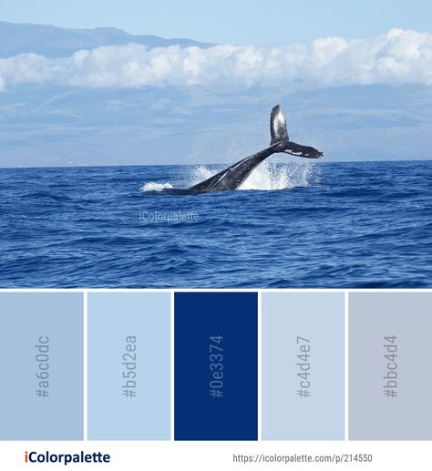 Soothing Paint Colors, Ocean Color Palette, Ocean Images, Color Palette Ideas, Colors Inspiration, Palette Ideas, Ocean Colors, Marine Mammals, Find Color