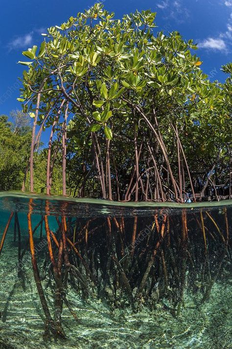 Tree In Water, Mangrove Trees, Mangrove Tree, Mangrove Swamp, Raja Ampat, Mangrove Forest, Life Aquatic, Natural Ecosystem, Science Photos