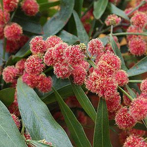 Acacia leprosa 'Scarlet Blaze' if a red flowering form of the Cinnamon Wattle. Brilliant red flowers on a truely unique Wattle tree. This recent discovery is available for sale and is highly ornamental. Wattle Tree, Australian Native Garden, African Plants, Backyard Garden Ideas, Outside Plants, Australian Natives, Yard Plants, Australian Native Flowers, Fire Fire