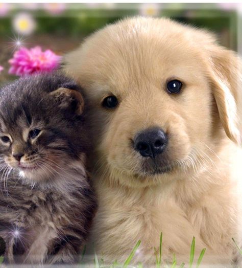 Super Cute Kittens, Cute Puppies And Kittens, Kitten Wallpaper, Kitten Photos, Puppies And Kitties, Animals Friendship, Kitten Pictures, Puppy Photos, Kittens And Puppies