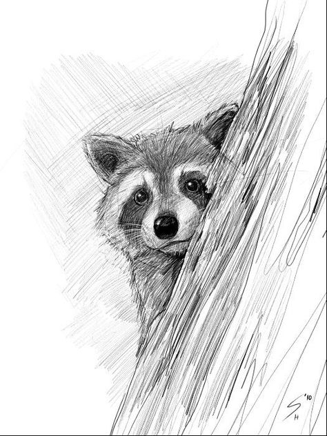 Raccoon Drawing, Realistic Animal Drawings, Beautiful Pencil Drawings, Desen Realist, Pencil Drawings Of Animals, Animal Drawings Sketches, Desen Anime, 인물 드로잉, Arte Sketchbook