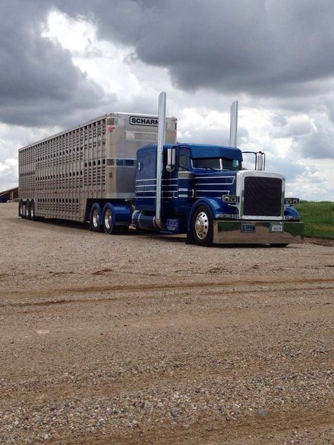 Sweet Semi Trucks Humor, Bull Hauler, Cattle Trucks, Country Trucks, Planes Trains Automobiles, Chip Foose, Custom Trailers, Custom Big Rigs, Peterbilt 379