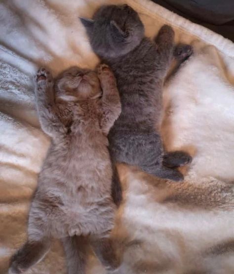 Cute little kittens snuggling together ❤ #kittens #youngcats #tinycats #sleeping Newborn Kittens, Tiny Cats, Sleeping Kitten, Kitten Care, Cute Little Kittens, Little Kittens, Cute Cats And Kittens, Kittens Cutest, Cute Cat