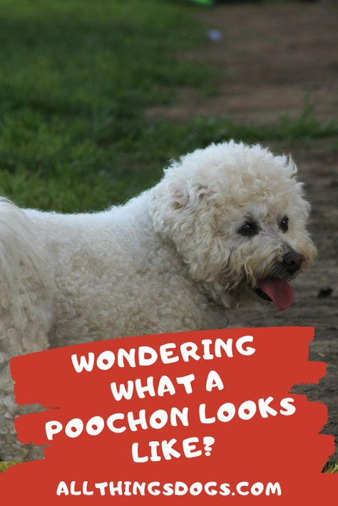 The Poochon is a breathtaking, curly-haired teddy bear-like breed, a cross between the Poodle and the Bichon Frise. Read on to find out more about this designer toy breed, also referred to as the Bichpoo.  #poochon #bichpoo #bichonpoodle Bishon Dogs Haircut, Teddy Bear Dog Haircut Bichon, Toy Poodle Size, Poodle Puppy Training, Corgi Poodle, White Miniature Poodle, Poochon Dog, Bichon Poodle Mix, Beagle Mix Puppies