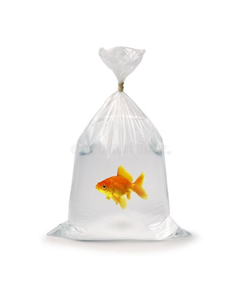 Goldfish In Plastic Bag. Goldfish in a plastic bag on a white background , #spon, #Bag, #Plastic, #Goldfish, #plastic, #background #ad Goldfish In A Bag, Object Drawing, Fish In A Bag, Weird Food, Collage Design, Gold Collection, Photo Reference, Goldfish, Art Reference Photos