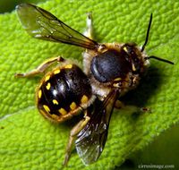 Wool Carder Bee / Leafcutting Bee - Anthidium manicatum (Linnaeus, 1758)   Live adult male and female leafcutting bees photographed in the wild at Winfield, Illinois. Honey Bee Pictures, Wool Carder Bee, Farm Tattoo, Interesting Insects, Bee Pictures, Mason Bees, Ant Farms, Bee Crafts, Arthropods