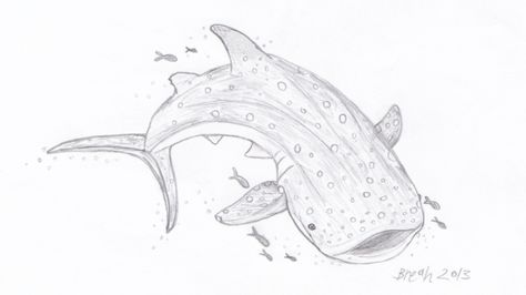 Whale Shark – Largest Fish in the Sea | Art By Breah Whale Shark Drawing Cute, Whale Sharks Drawing, Shark Whale Drawing, Whale Shark Drawing Easy, Whale Shark Drawing Sketches, Whale Shark Doodle, Shark Whale, Marine Drawing, Whale Shark Sketch