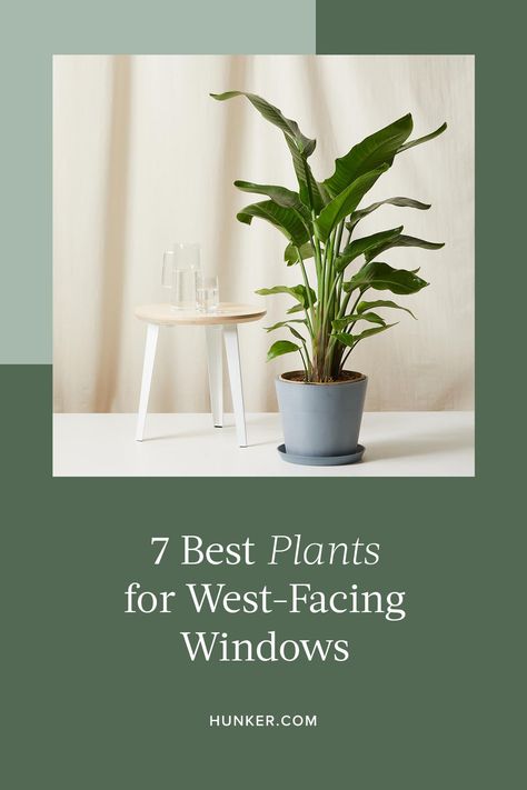 Here are seven great houseplants looking for a west-facing window. #hunkerhome #plants #westfacingwindows #plantideas #planttips West Window Indoor Plants, Plants For West Facing Window, West Facing Window Plants, Plants For North Facing Window, West Facing Windows, Window Sill Plants, Best Plants For Bedroom, Indoor Tropical Plants, West Facing House