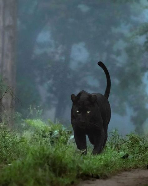 Dark Panther, Jungle Wildlife, Black Panther Cat, Panther Pictures, Panther Cat, Jesus Artwork, Wild Animals Pictures, Cat Aesthetic, Nature Girl